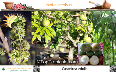 Casimiroa edulis * Weiße Sapote * nur für kurze Zeit
